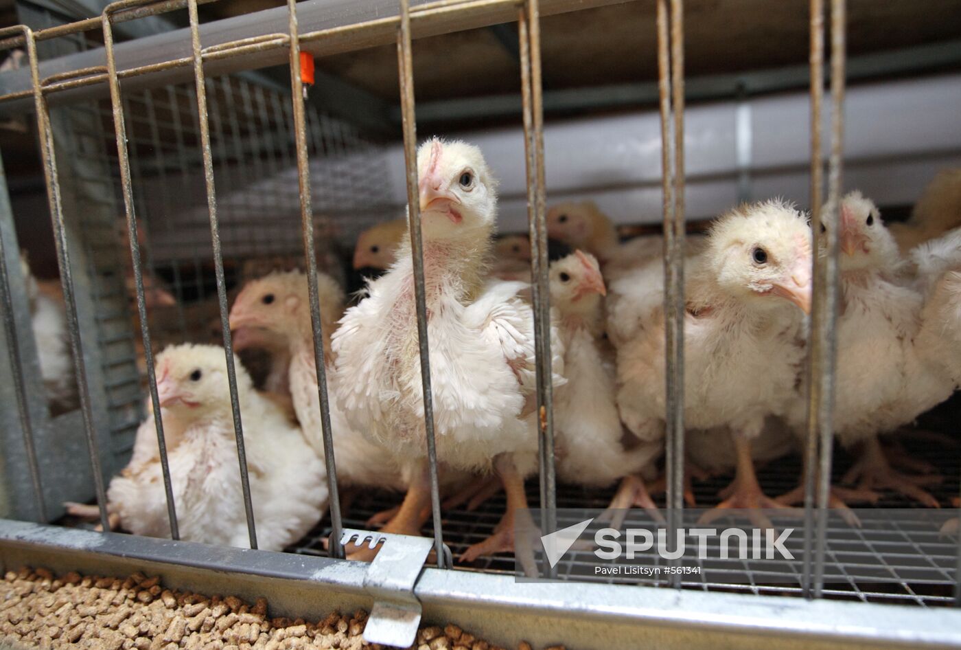 Reftinskaya chicken processing plant, Sverdlovsk Region