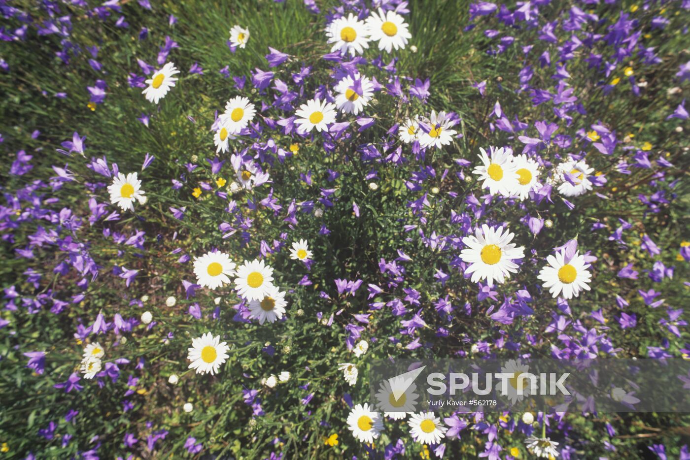 Flowers