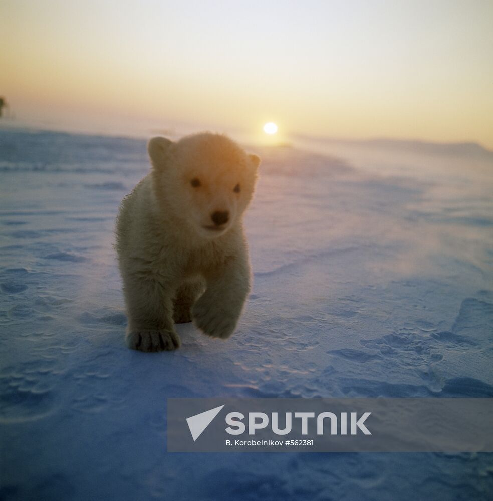 Bear cub on Wrangel Island