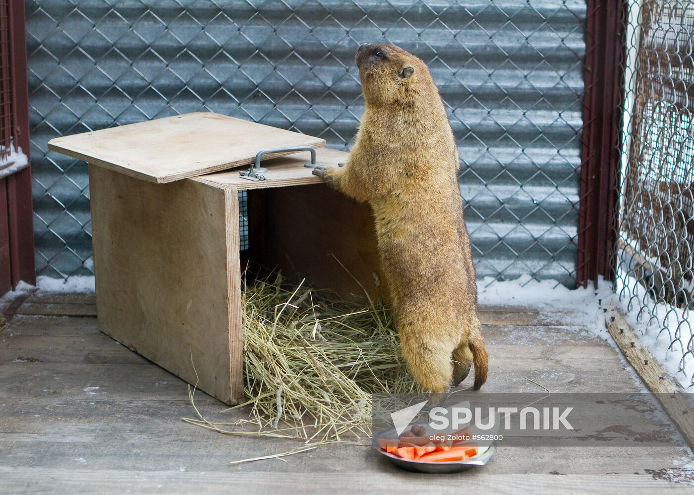 Groundhog at Nizhny Novgorod zoo