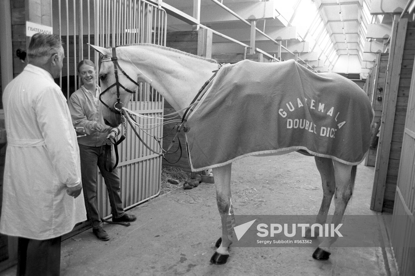 Horse called Alibaba