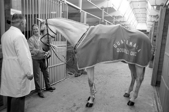 Horse called Alibaba