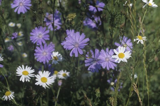 Voronezh Reserve