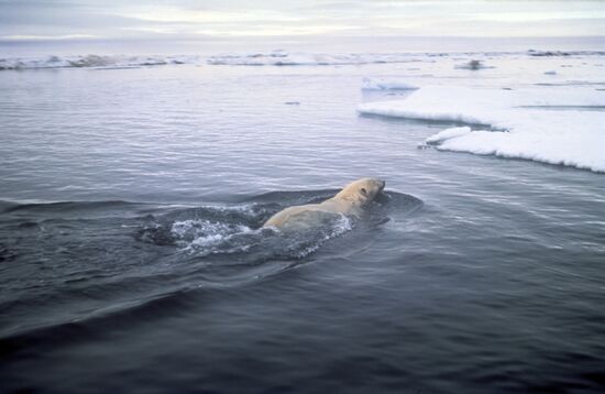 Wrangel Island Nature Reserve