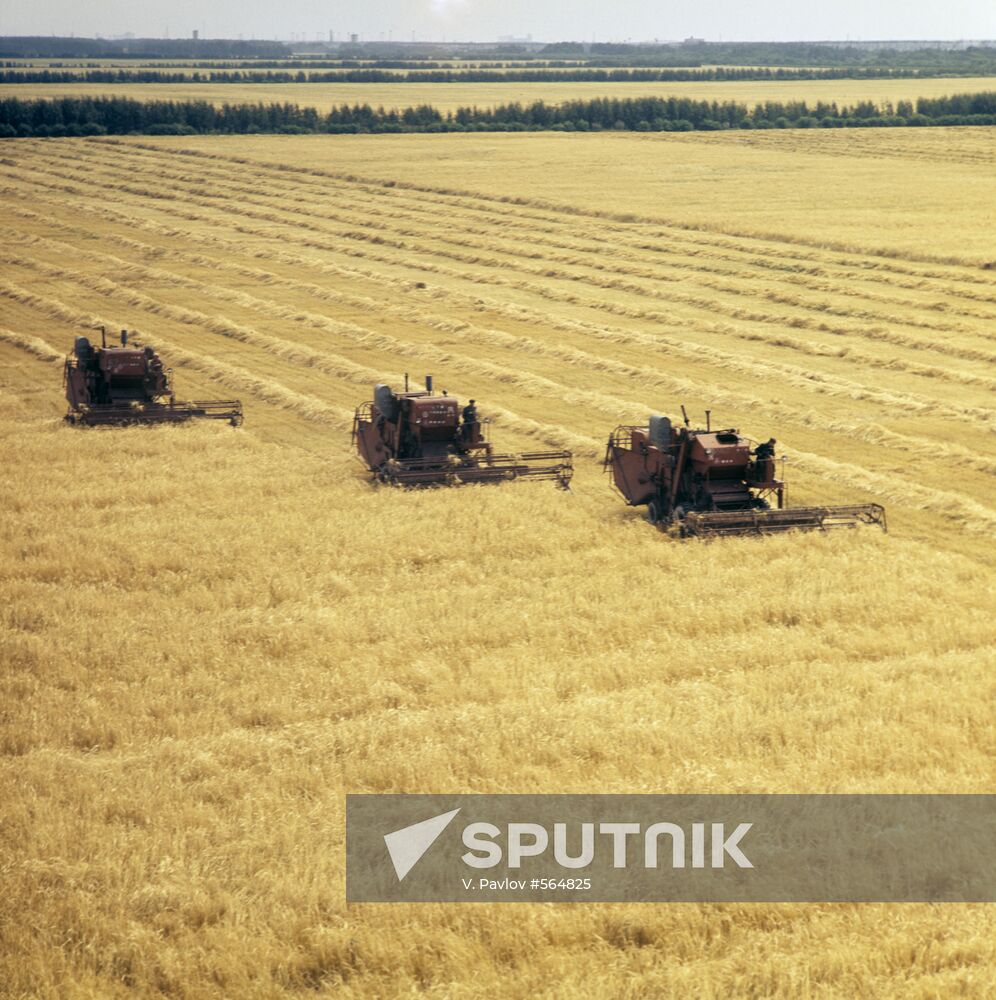 Harvesting wheat