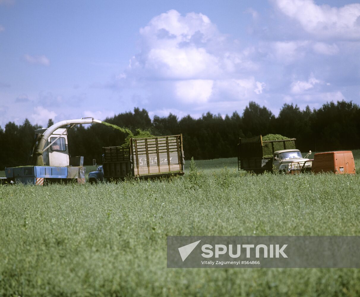 "Kudinovo" State Stud Farm in Kaluga Region