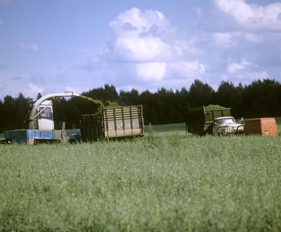 "Kudinovo" State Stud Farm in Kaluga Region