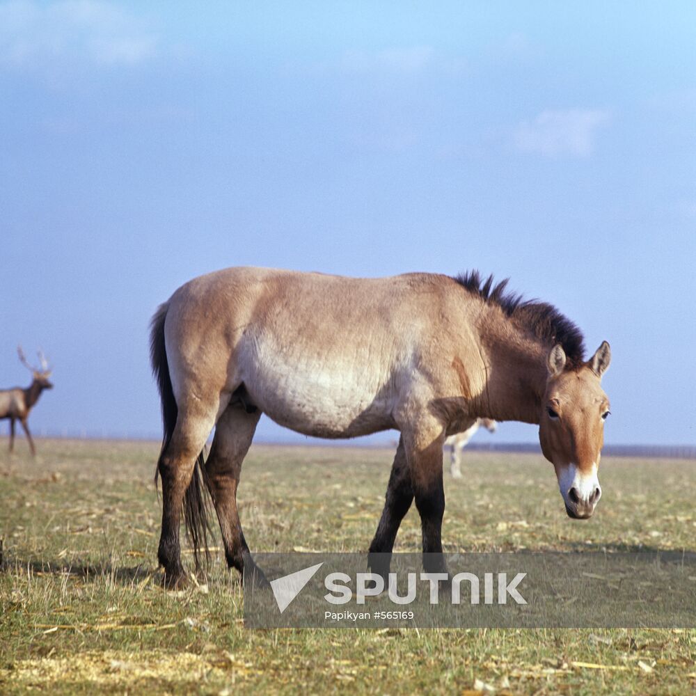 Mongolian Wild Horse