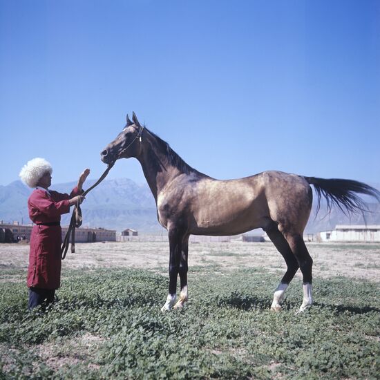 "Komsomol" stud farm in Turkmen SSR