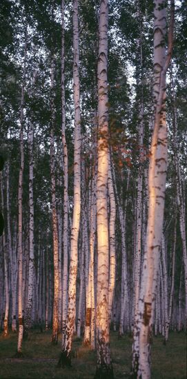 Birch grove