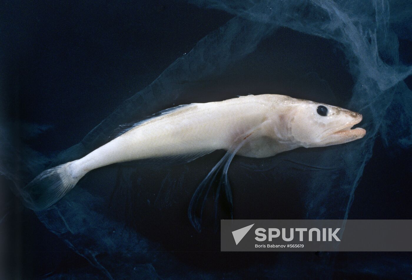 Golomyanka fish