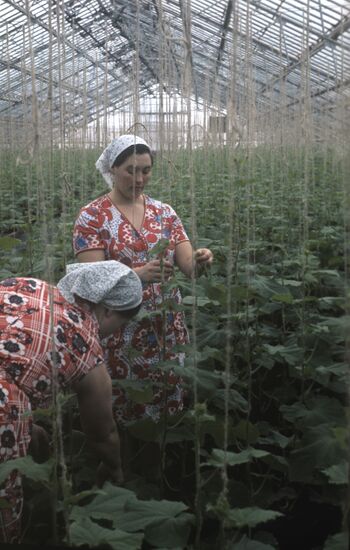 At cucumber plantation