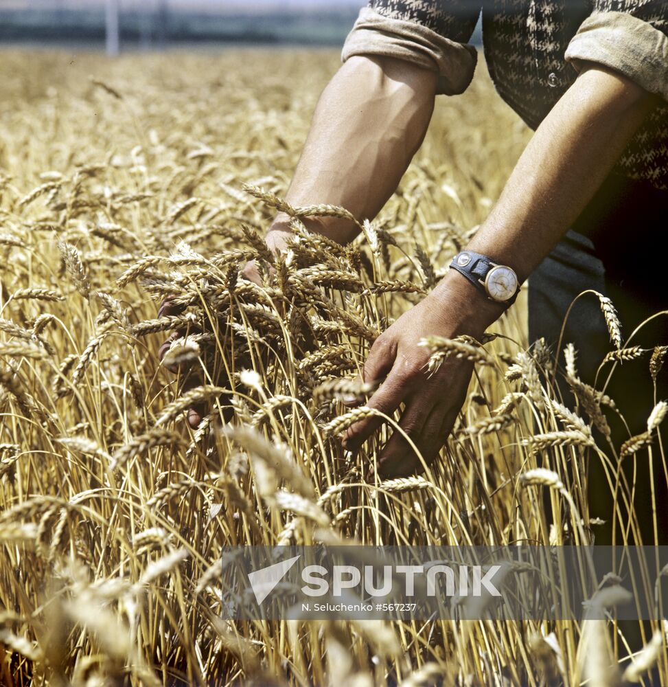 "Mironovskaya-808" wheat variety