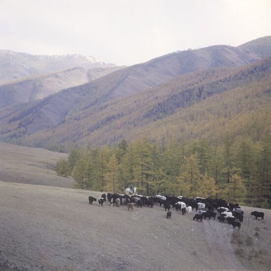 Herd of dzos on pasture