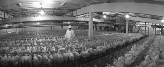 Tashkent Poultry Plant