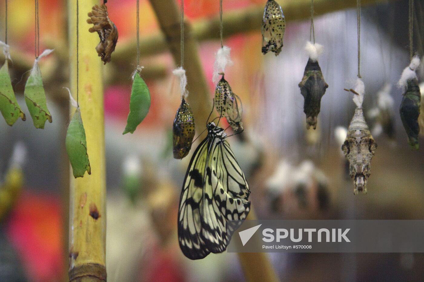 Butterfly Park opens in Yekaterinburg