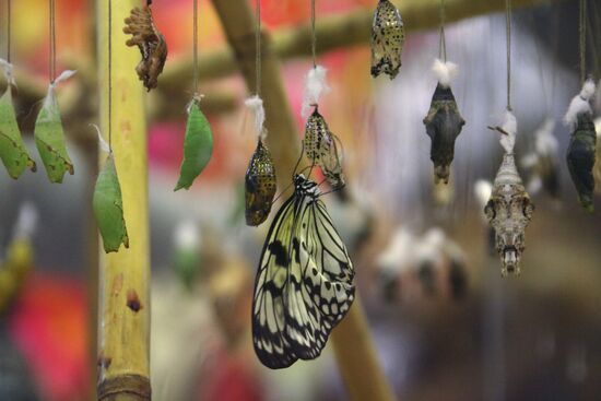 Butterfly Park opens in Yekaterinburg