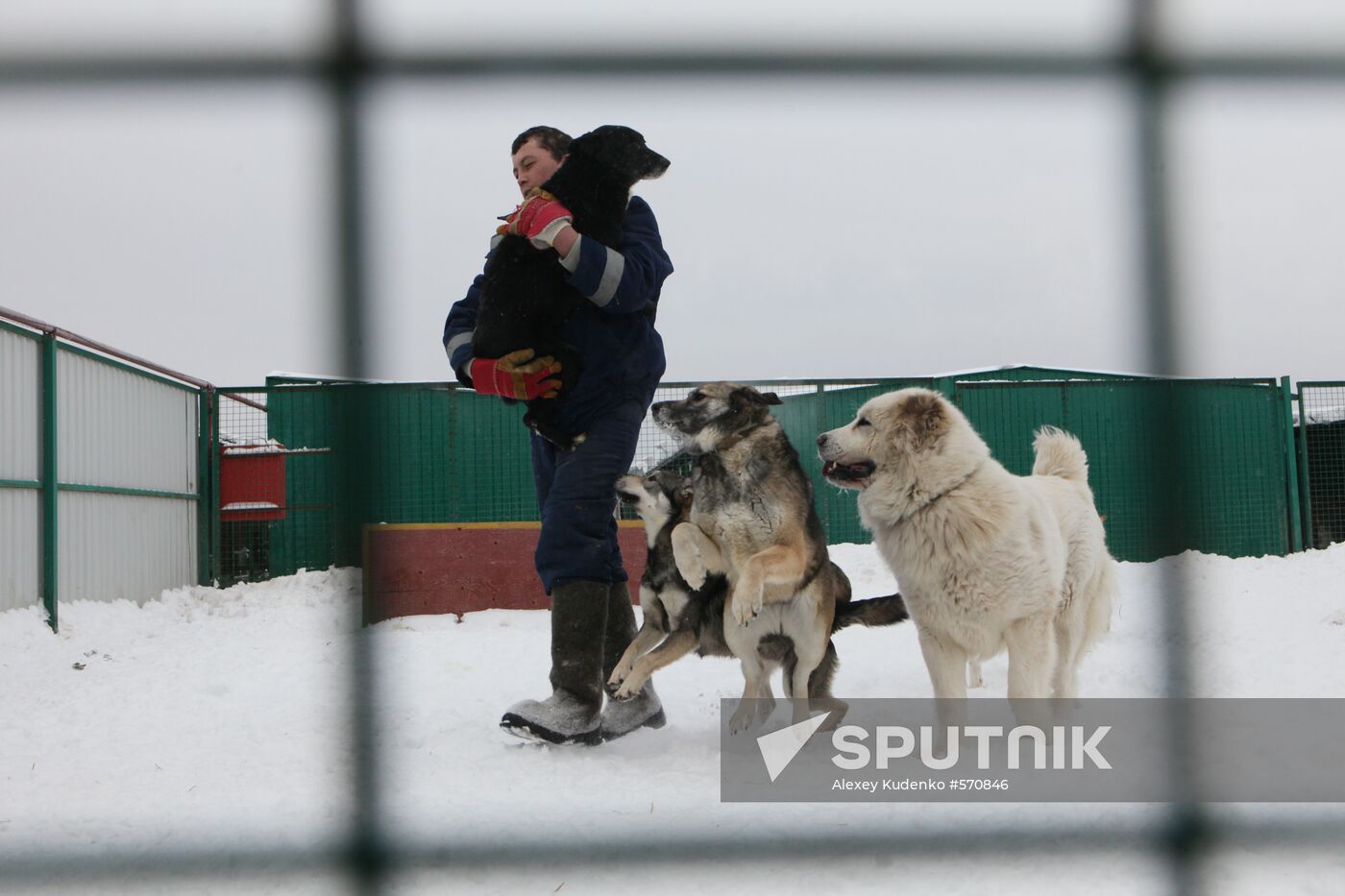 Animal shelter in Rudnevo, Moscow Region