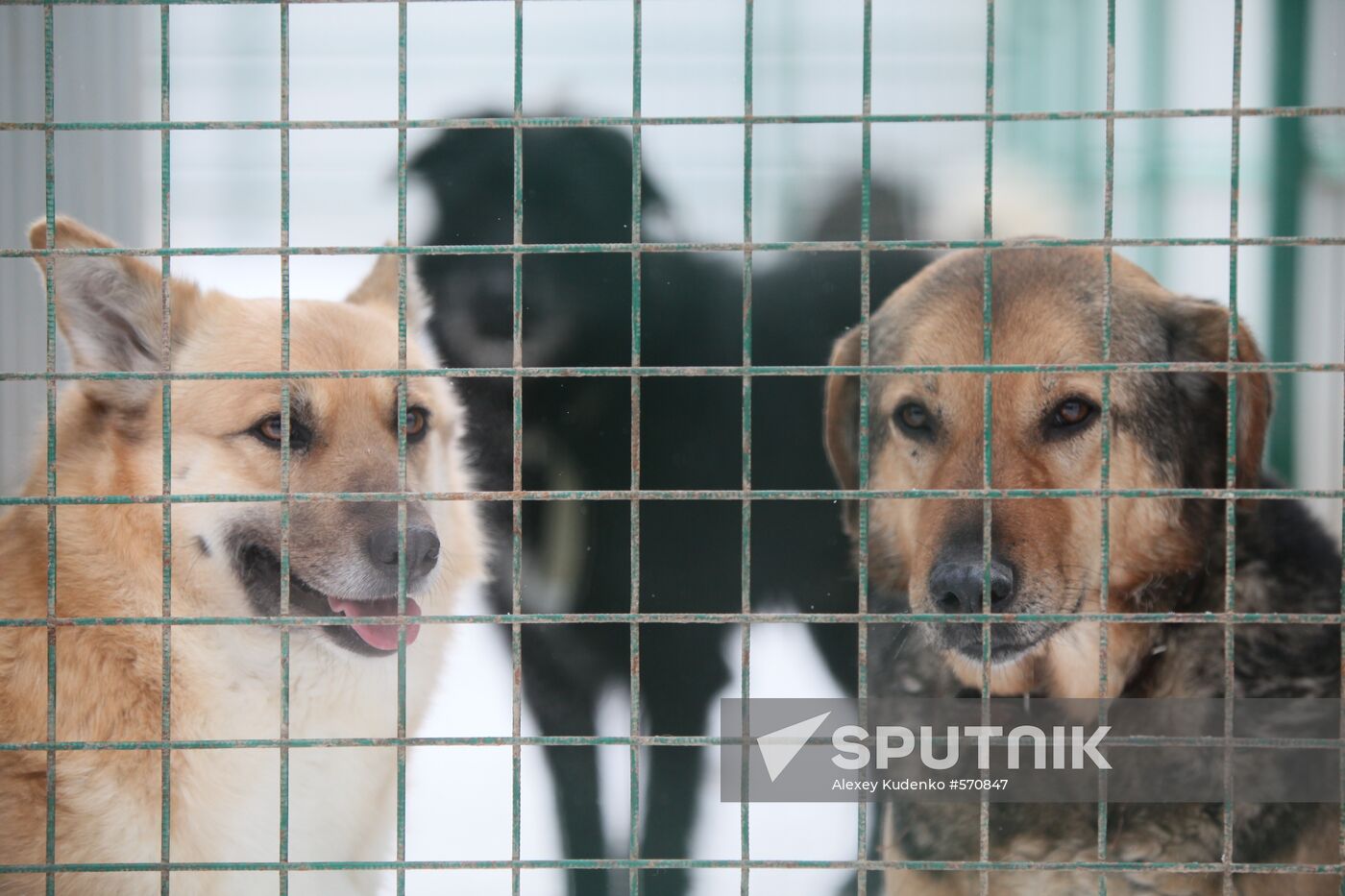 Animal shelter in Rudnevo, Moscow Region