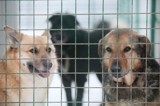 Animal shelter in Rudnevo, Moscow Region