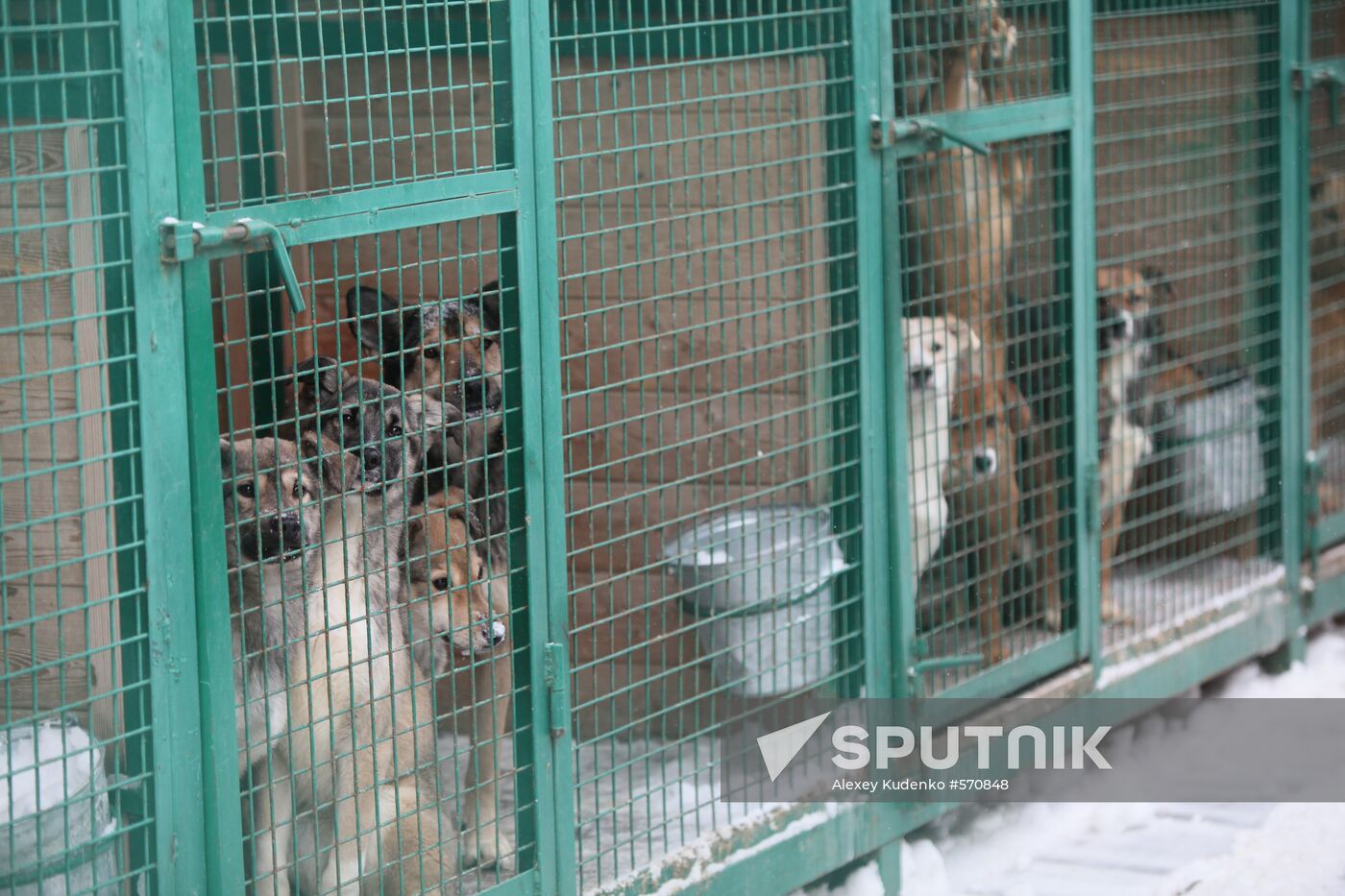 Animal shelter in Rudnevo, Moscow Region
