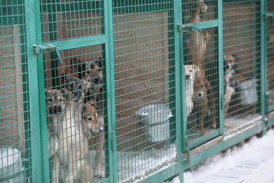 Animal shelter in Rudnevo, Moscow Region