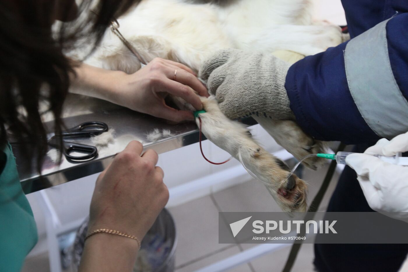 Examining homeless animals