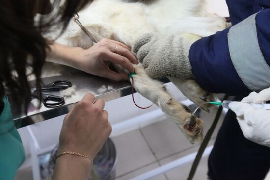 Examining homeless animals