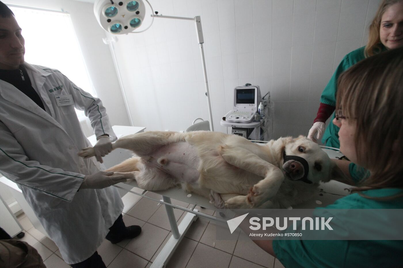 Examining homeless animals