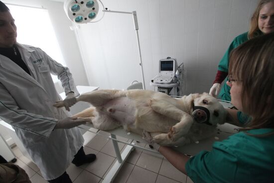 Examining homeless animals