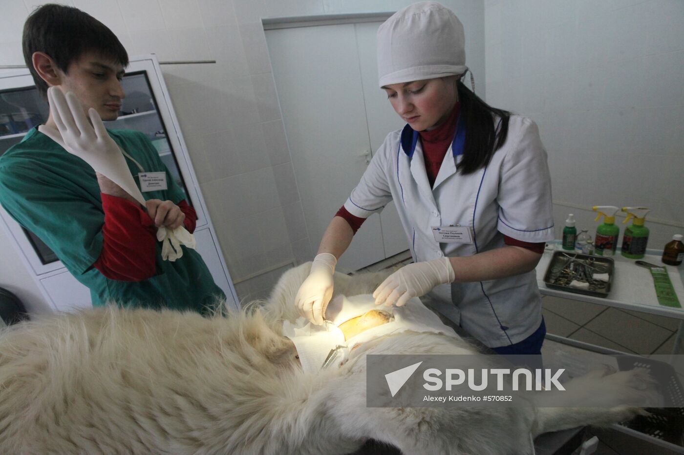 Dog castration at veterinary clinic