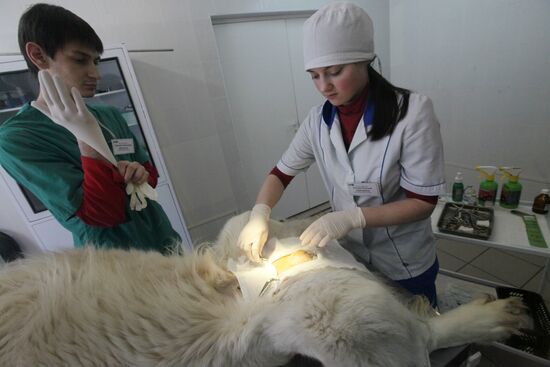 Dog castration at veterinary clinic
