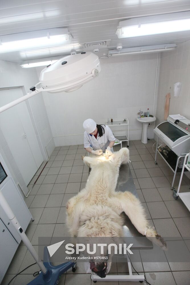 Dog castration at veterinary clinic