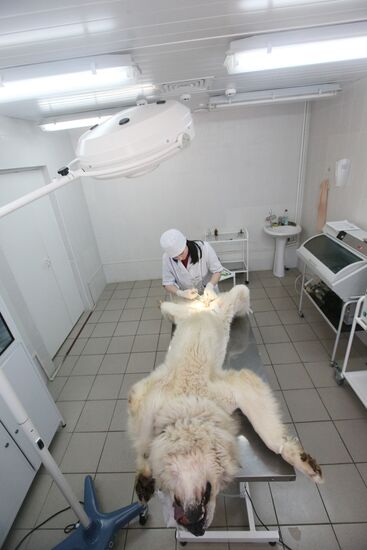Dog castration at veterinary clinic
