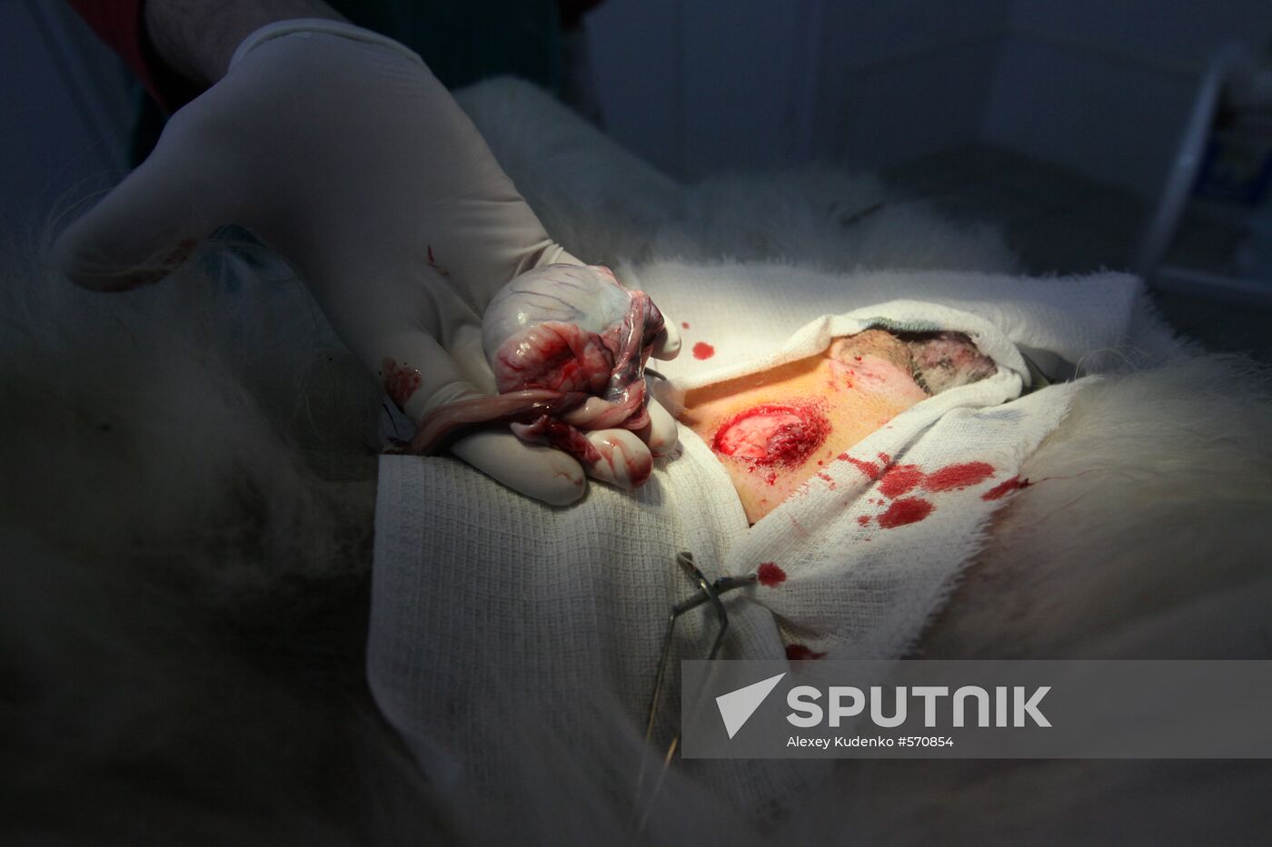 Dog castration at veterinary clinic