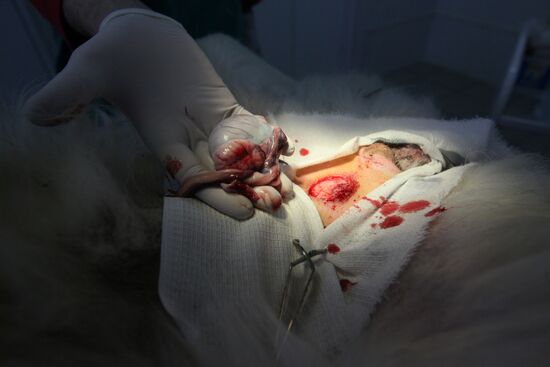 Dog castration at veterinary clinic