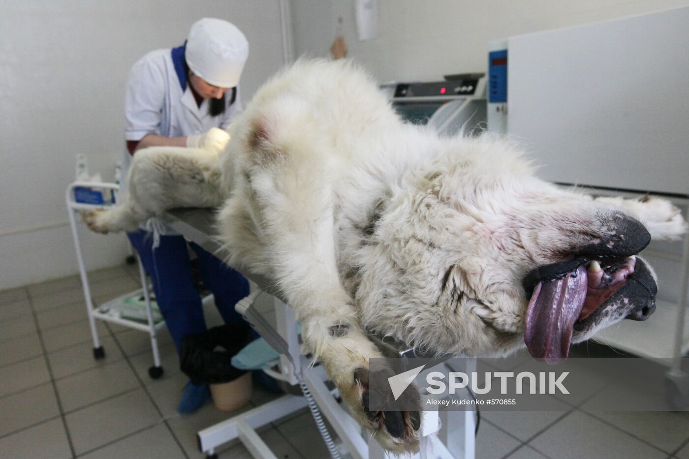 Dog castration at veterinary clinic