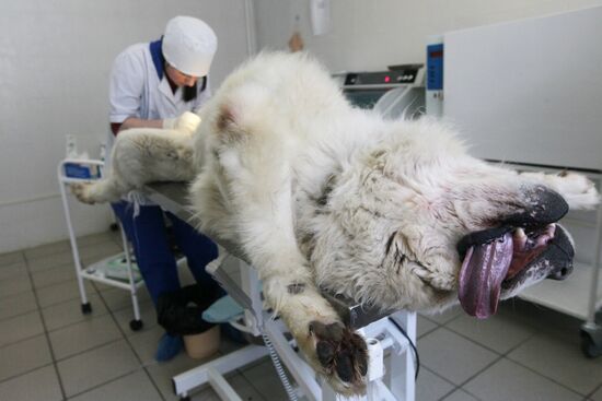 Dog castration at veterinary clinic