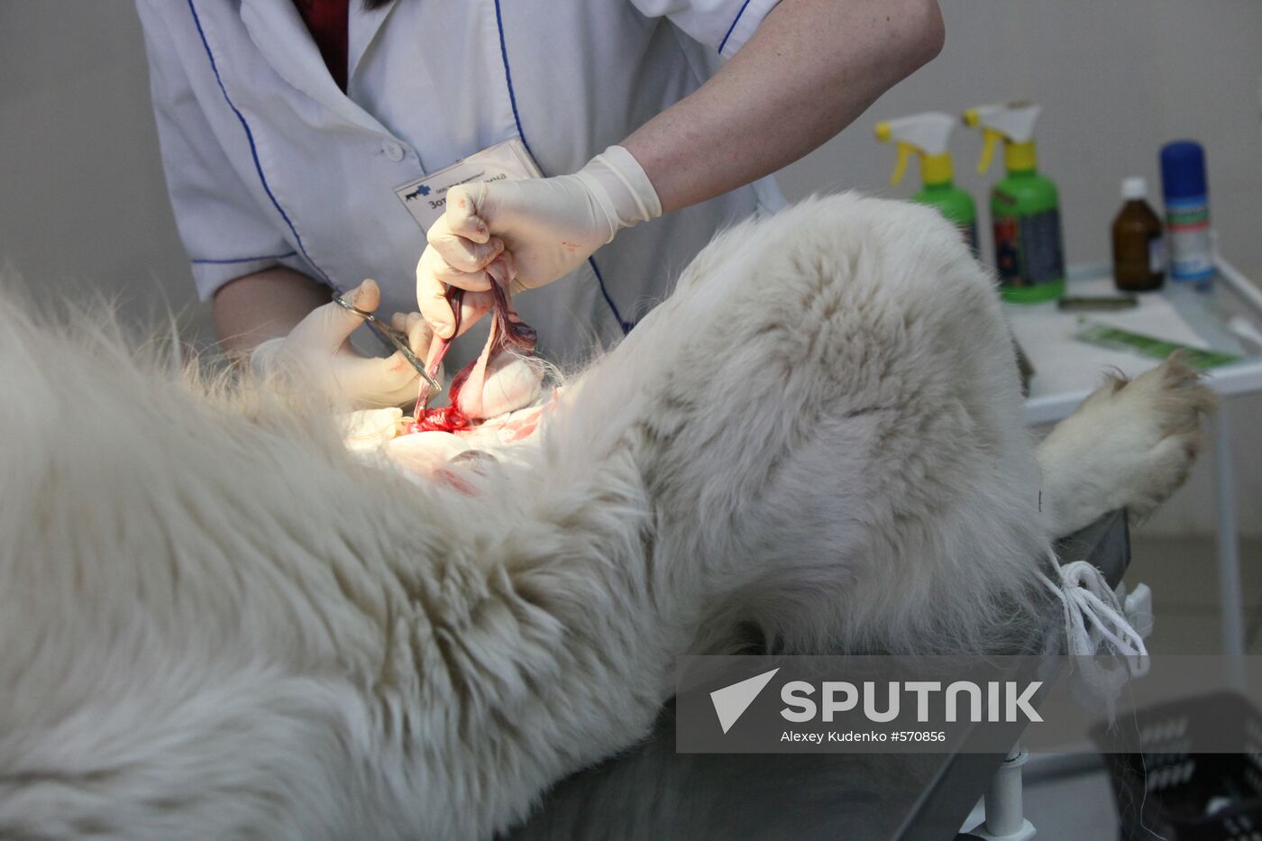 Dog castration at veterinary clinic