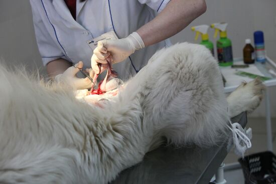 Dog castration at veterinary clinic