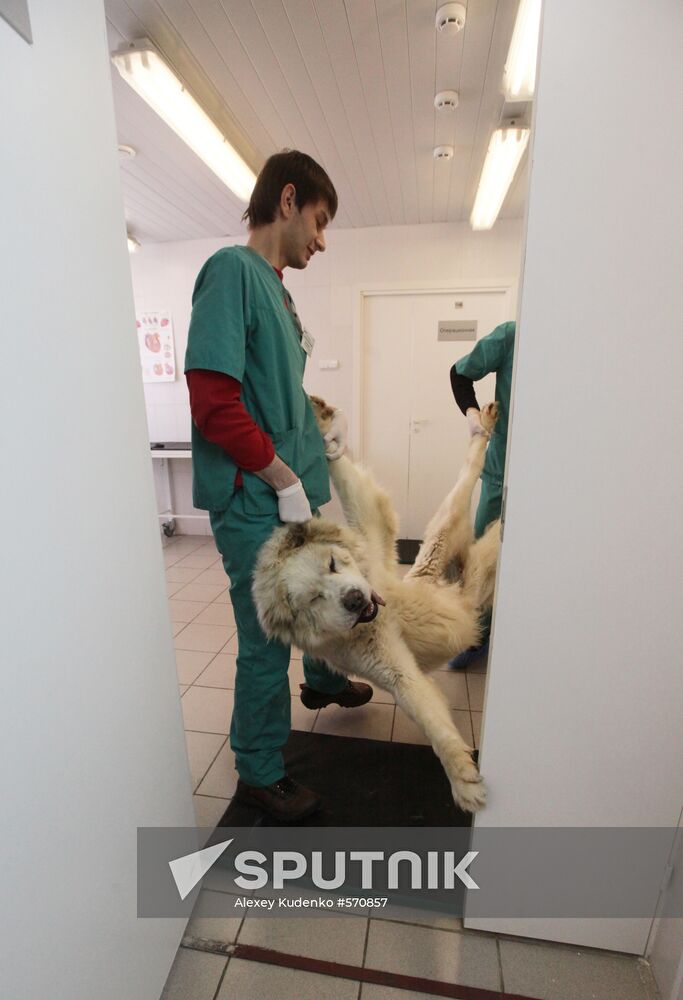 Dog castration at veterinary clinic