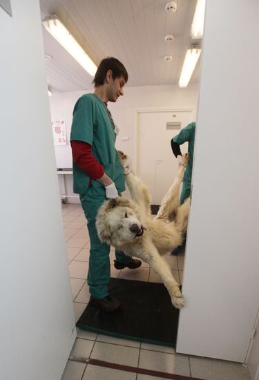 Dog castration at veterinary clinic