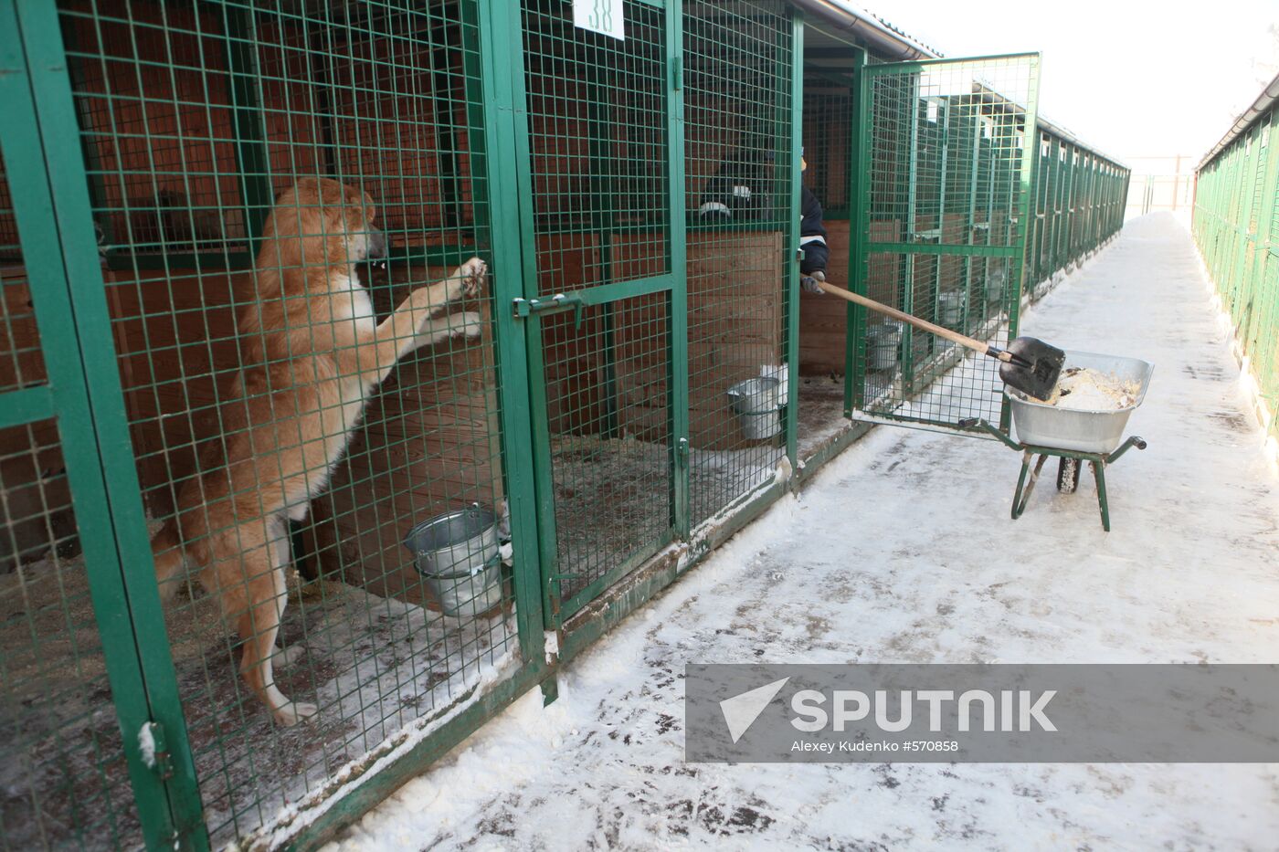 Animal shelter in Rudnevo, Moscow Region