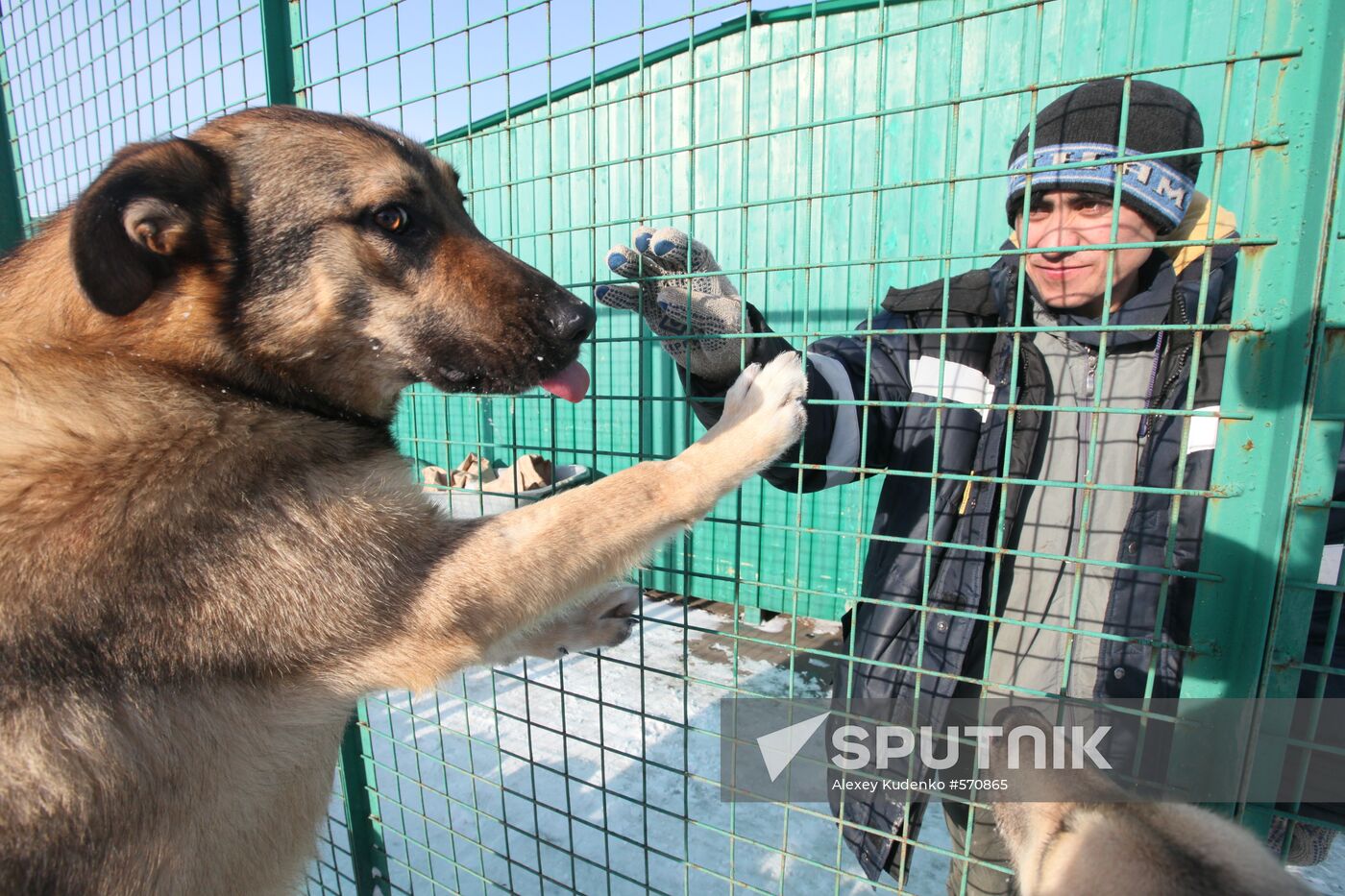 Animal shelter in Rudnevo, Moscow Region