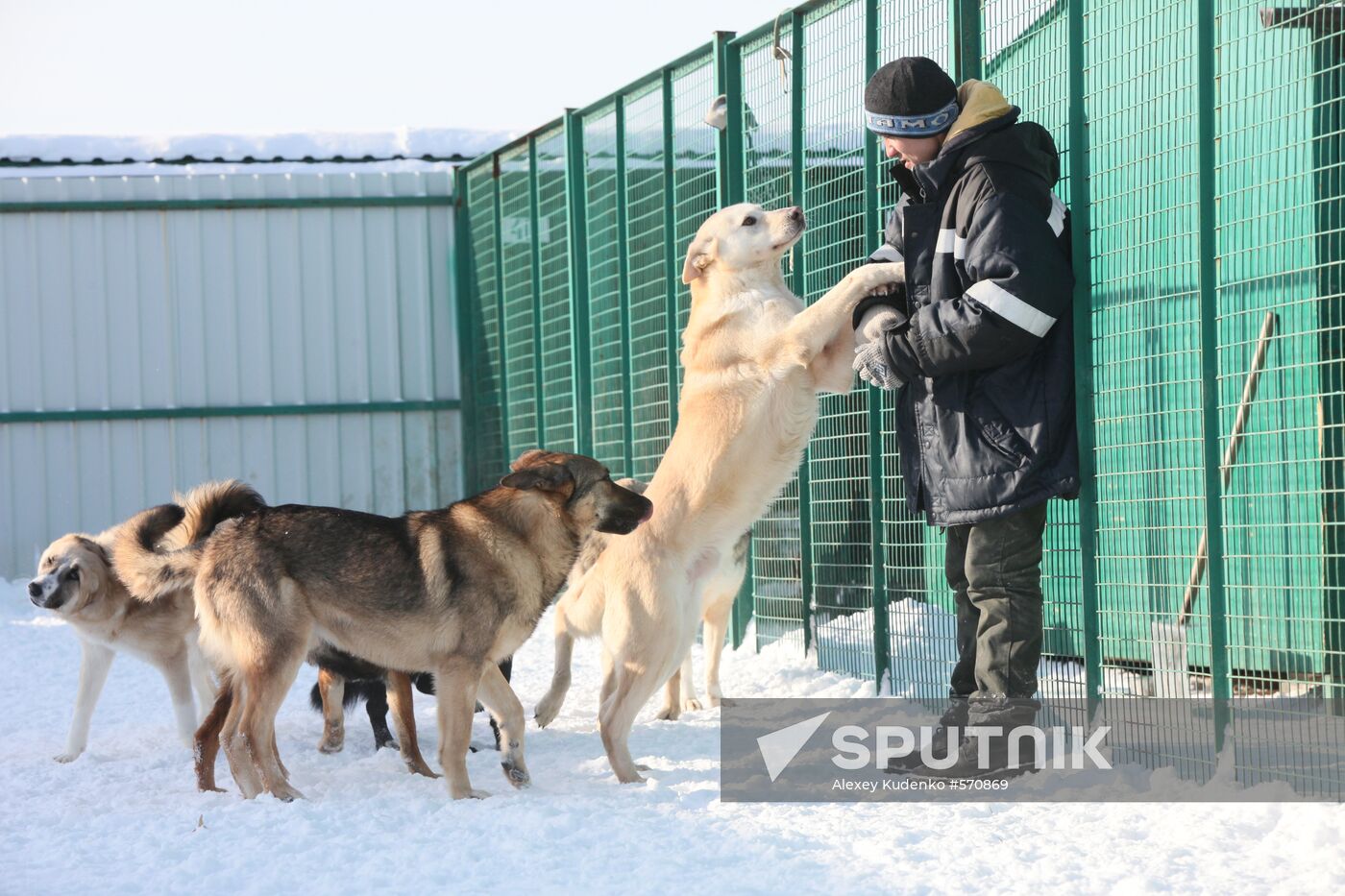 Animal shelter in Rudnevo, Moscow Region
