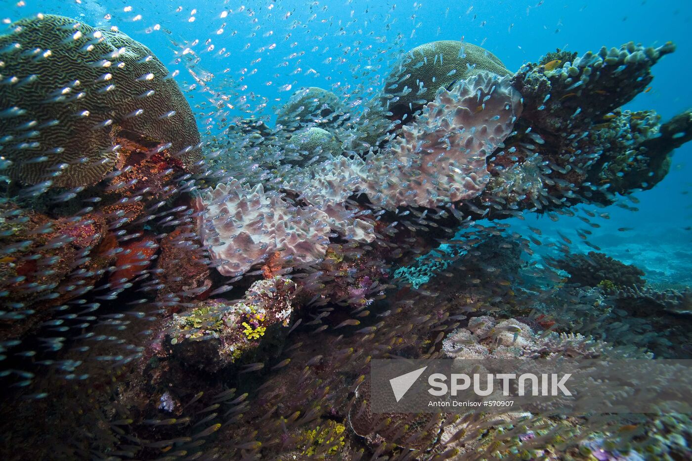 Glassfish shoal