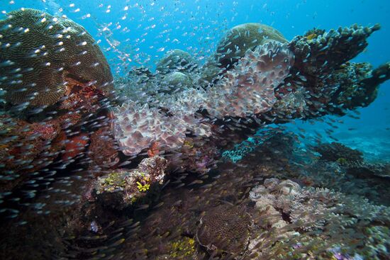 Glassfish shoal