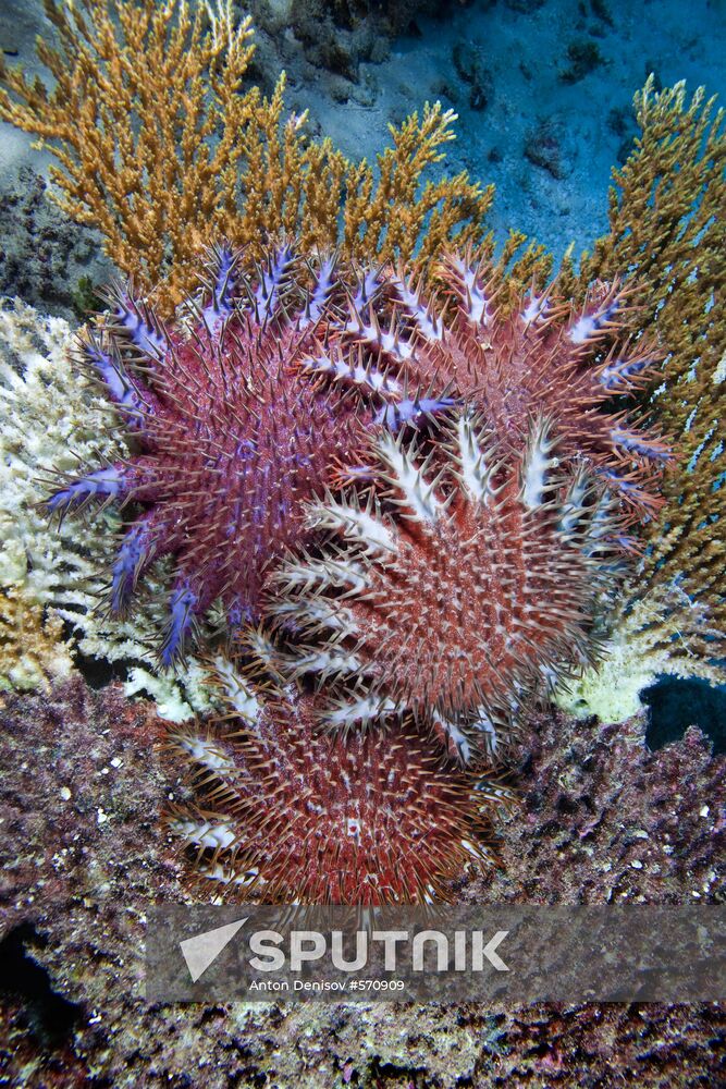 Crown of thorn starfish
