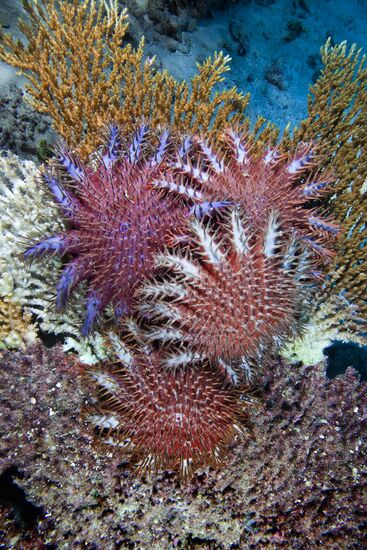 Crown of thorn starfish