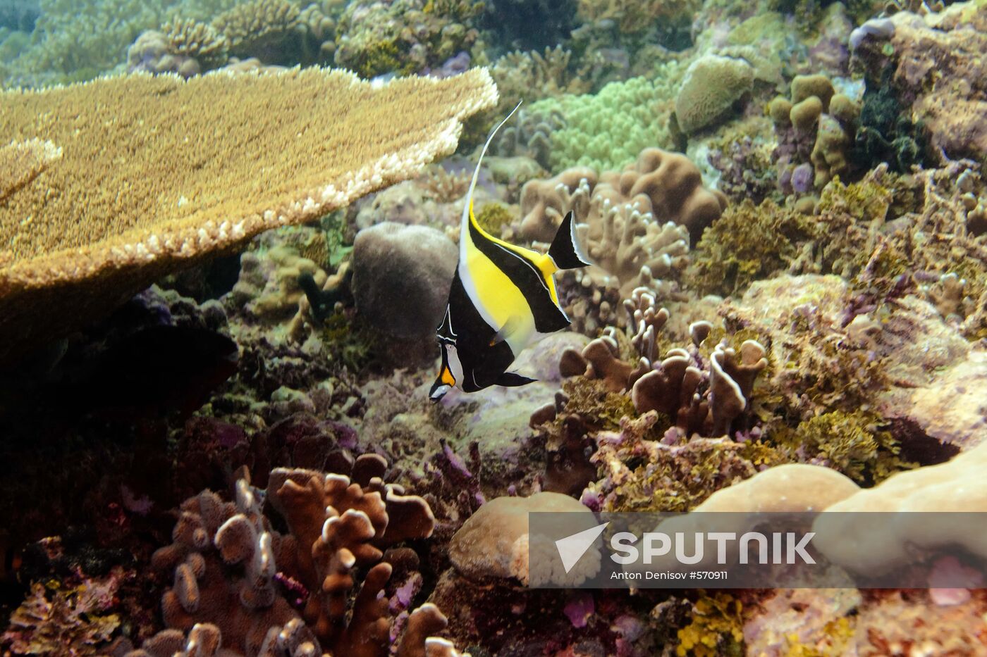 Moorish idol